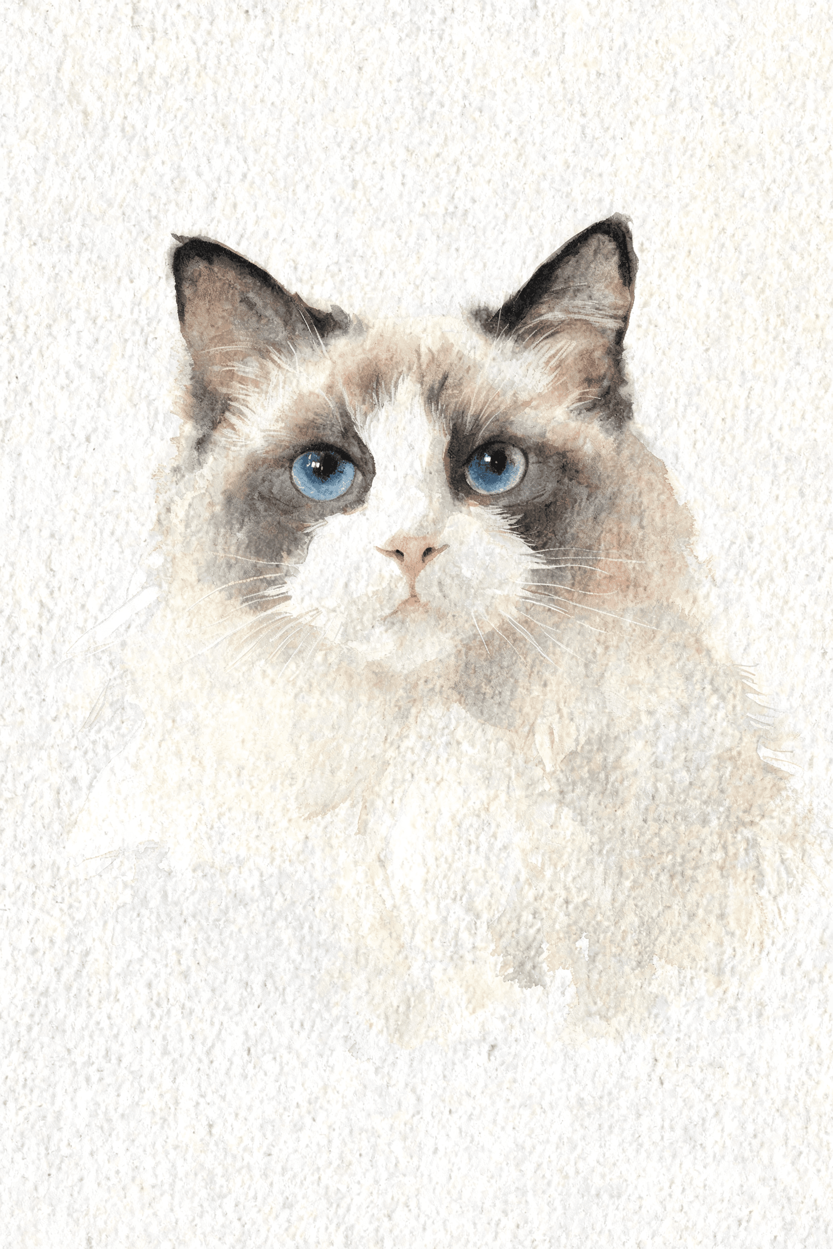 Ragdoll — AI pet portrait