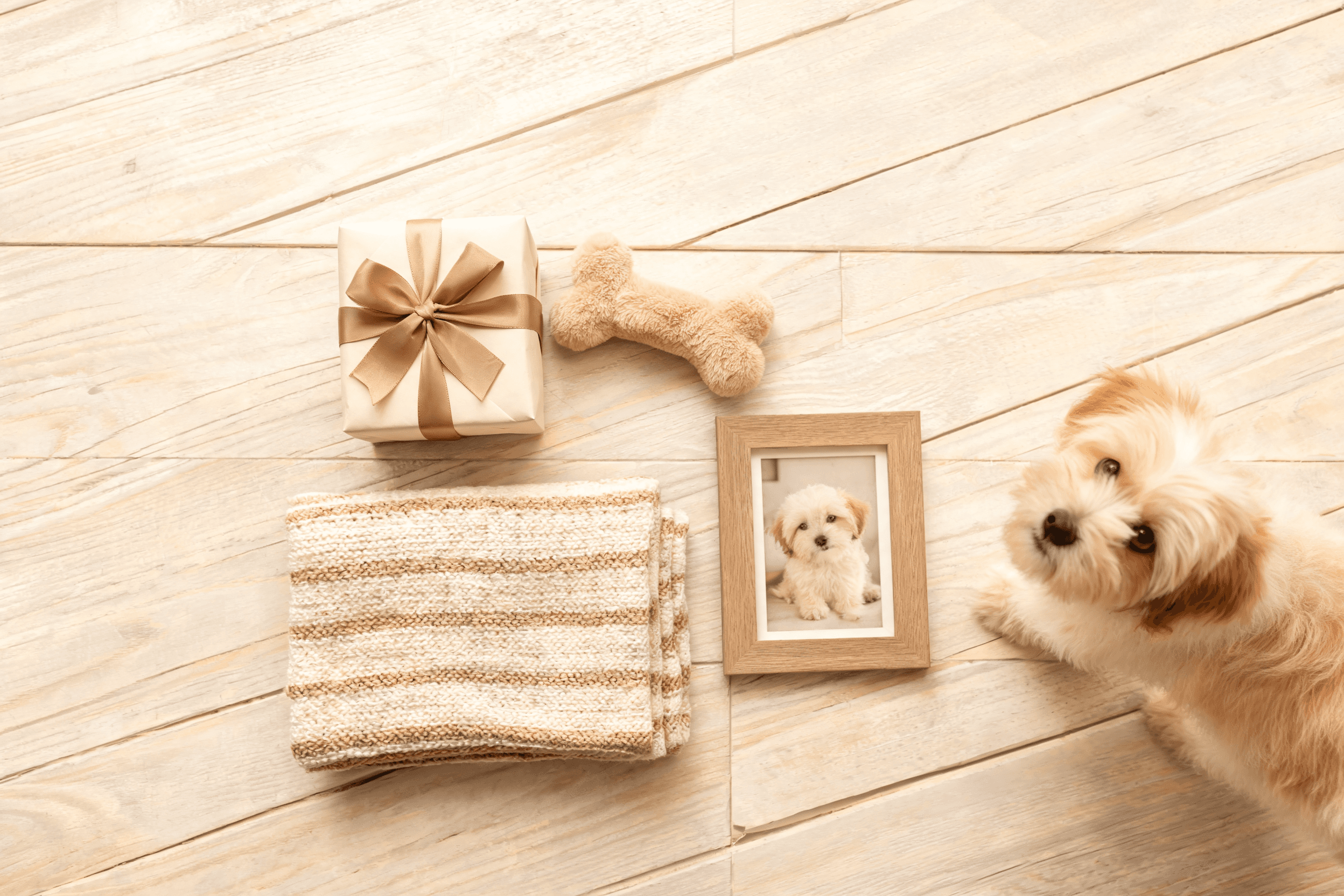 A golden retriever puppy portrait, a keepsake gift for new puppy owners