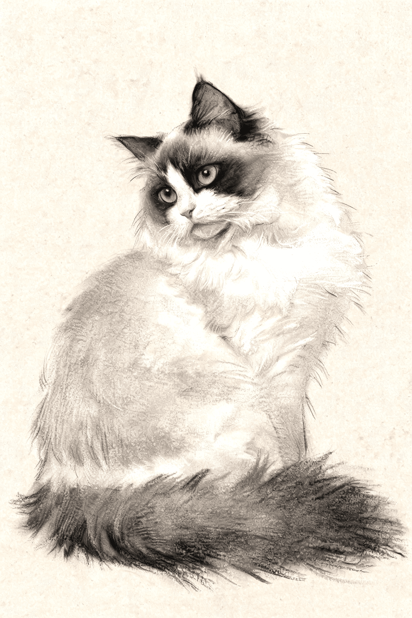 Ragdoll — AI pet portrait